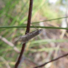 Philobota stella at Stromlo, ACT - 26 Sep 2022