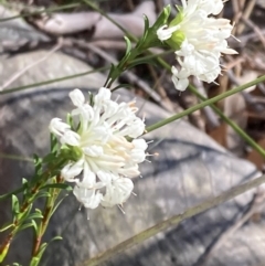 Pimelea linifolia (Slender Rice Flower) at Hyams Beach, NSW - 25 Sep 2022 by AnneG1