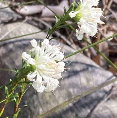 Pimelea linifolia (Slender Rice Flower) at Jervis Bay National Park - 25 Sep 2022 by AnneG1