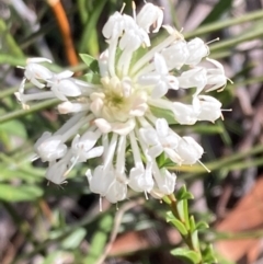 Pimelea linifolia at Hyams Beach, NSW - 25 Sep 2022