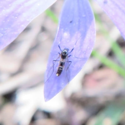 Chironomidae (family) (Non-biting Midge) at Block 402 - 26 Sep 2022 by Christine