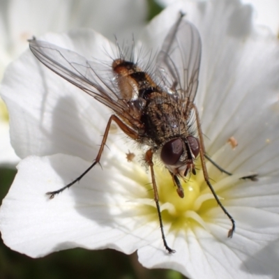 Prosena sp. (genus) (A bristle fly) at Murrumbateman, NSW - 26 Sep 2022 by SimoneC