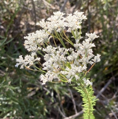 Conospermum ericifolium at Hyams Beach, NSW - 25 Sep 2022 by AnneG1