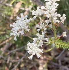 Conospermum ericifolium at Hyams Beach, NSW - 25 Sep 2022 02:44 PM