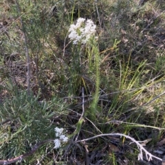 Conospermum ericifolium at Hyams Beach, NSW - 25 Sep 2022 02:44 PM