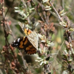 Vanessa kershawi (Australian Painted Lady) at Stromlo, ACT - 26 Sep 2022 by Christine