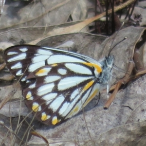 Belenois java at Molonglo Valley, ACT - 26 Sep 2022 10:51 AM