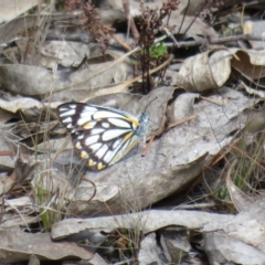 Belenois java at Molonglo Valley, ACT - 26 Sep 2022 10:51 AM