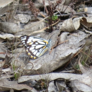 Belenois java at Molonglo Valley, ACT - 26 Sep 2022 10:51 AM