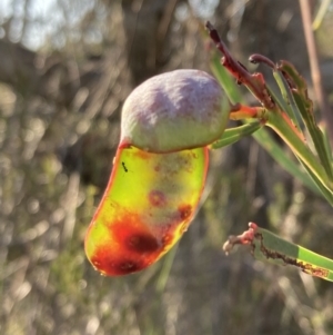 Acacia suaveolens at Hyams Beach, NSW - 25 Sep 2022