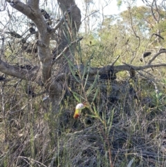 Acacia suaveolens at Hyams Beach, NSW - 25 Sep 2022 02:45 PM