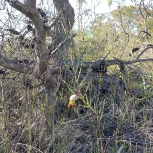 Acacia suaveolens at Hyams Beach, NSW - 25 Sep 2022