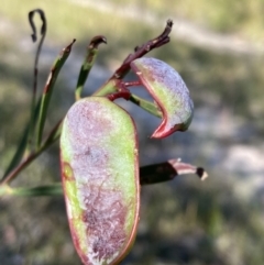 Acacia suaveolens at Hyams Beach, NSW - 25 Sep 2022