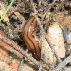 Anzoplana trilineata (A Flatworm) at Molonglo Valley, ACT - 26 Sep 2022 by Christine