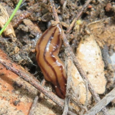 Anzoplana trilineata (A Flatworm) at Denman Prospect 2 Estate Deferred Area (Block 12) - 26 Sep 2022 by Christine