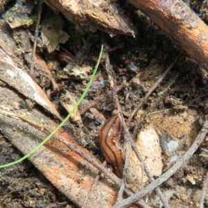 Anzoplana trilineata at Molonglo Valley, ACT - 26 Sep 2022