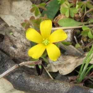 Oxalis sp. at Stromlo, ACT - 26 Sep 2022