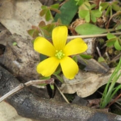 Oxalis sp. (Wood Sorrel) at Stromlo, ACT - 26 Sep 2022 by Christine
