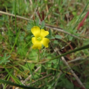 Oxalis sp. at Stromlo, ACT - 26 Sep 2022 11:35 AM