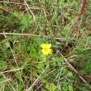 Oxalis sp. at Stromlo, ACT - 26 Sep 2022