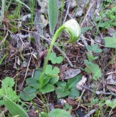 Pterostylis nutans (Nodding Greenhood) at The Pinnacle - 25 Sep 2022 by sangio7