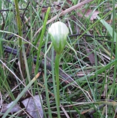 Pterostylis nutans at Hawker, ACT - 25 Sep 2022