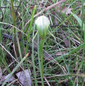 Pterostylis nutans at Hawker, ACT - 25 Sep 2022