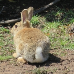 Oryctolagus cuniculus (European Rabbit) at Goulburn, NSW - 25 Sep 2022 by Christine
