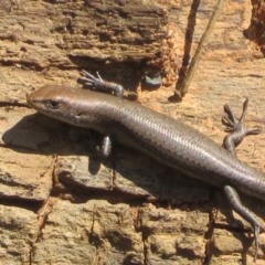 Lampropholis delicata at Goulburn, NSW - 25 Sep 2022