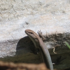 Lampropholis delicata at Goulburn, NSW - 25 Sep 2022