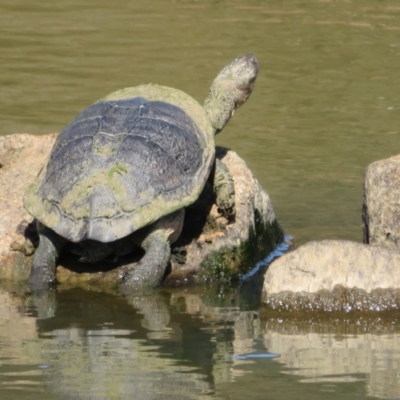 Chelodina longicollis (Eastern Long-necked Turtle) at Goulburn, NSW - 25 Sep 2022 by Christine