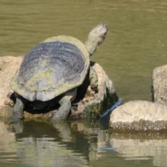 Chelodina longicollis (Eastern Long-necked Turtle) at Goulburn, NSW - 25 Sep 2022 by Christine