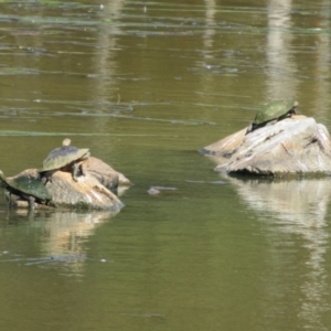 Chelodina longicollis at Goulburn, NSW - 25 Sep 2022