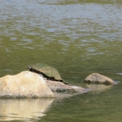 Chelodina longicollis at Goulburn, NSW - 25 Sep 2022