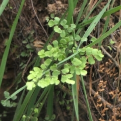 Adiantum aethiopicum (Common Maidenhair Fern) at Rugosa - 26 Sep 2022 by SenexRugosus