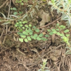 Adiantum aethiopicum at Yass River, NSW - suppressed