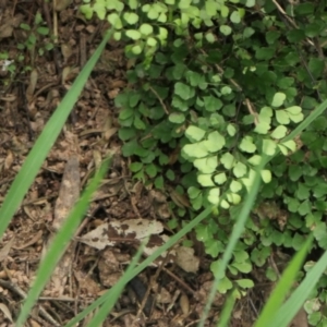 Adiantum aethiopicum at Yass River, NSW - suppressed