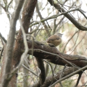 Sericornis frontalis at Yass River, NSW - 26 Sep 2022