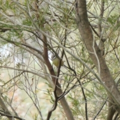 Sericornis frontalis at Yass River, NSW - 26 Sep 2022