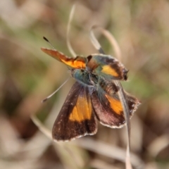 Paralucia aurifera (Bright Copper) at QPRC LGA - 26 Sep 2022 by LisaH