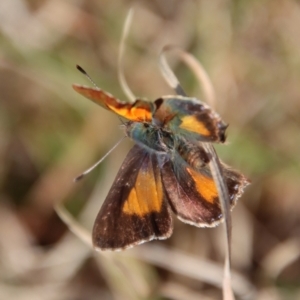 Paralucia aurifera at Mongarlowe, NSW - 26 Sep 2022