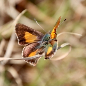 Paralucia aurifera at Mongarlowe, NSW - 26 Sep 2022