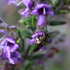 Lasioglossum (Parasphecodes) sp. (genus & subgenus) at Acton, ACT - 26 Sep 2022