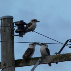 Dacelo novaeguineae at Numeralla, NSW - 24 Sep 2022