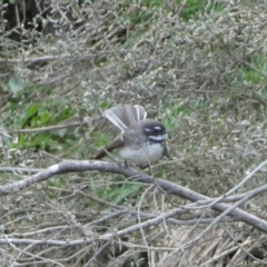 Rhipidura albiscapa (Grey Fantail) at Numeralla, NSW - 24 Sep 2022 by SteveBorkowskis
