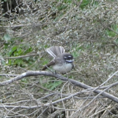 Rhipidura albiscapa (Grey Fantail) at Numeralla, NSW - 24 Sep 2022 by Steve_Bok