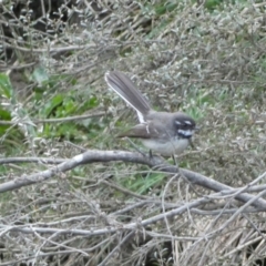 Rhipidura albiscapa at Numeralla, NSW - suppressed