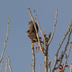 Artamus cyanopterus cyanopterus (Dusky Woodswallow) at Numeralla, NSW - 24 Sep 2022 by Steve_Bok