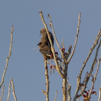 Artamus cyanopterus (Dusky Woodswallow) at Numeralla, NSW - 24 Sep 2022 by Steve_Bok