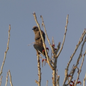 Artamus cyanopterus at Numeralla, NSW - suppressed